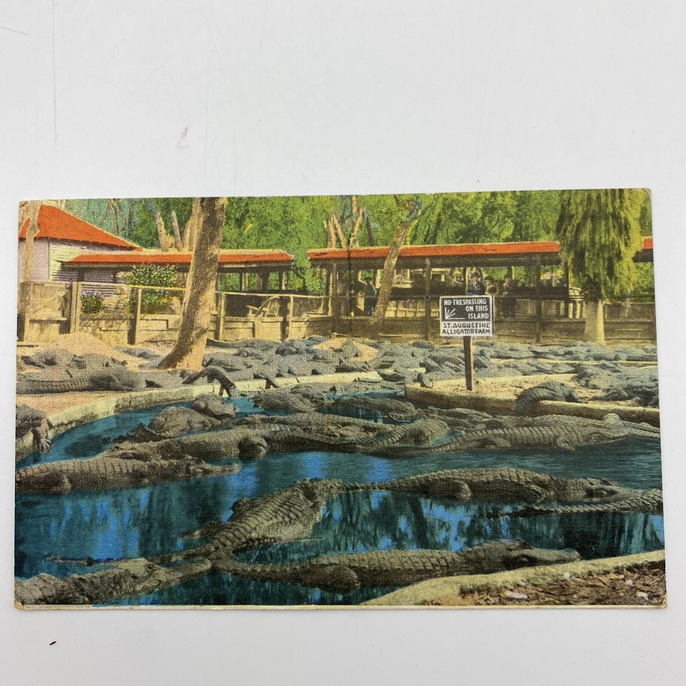 Vintage St Augustine FL Postcard Alligator Farm Linen Florida‎ 1951 Posted